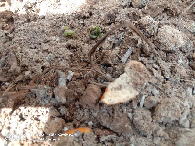 我在厂里种菜