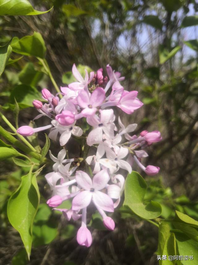 千千结里，暮春意徜徉，紫气更芬芳，丁香粉黛满城香