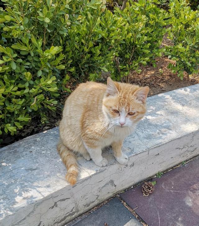 永远看不到春天的流浪小猫