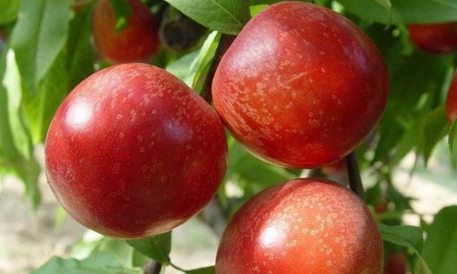 油桃品种 油桃品种（油桃品种大全介绍） 生活