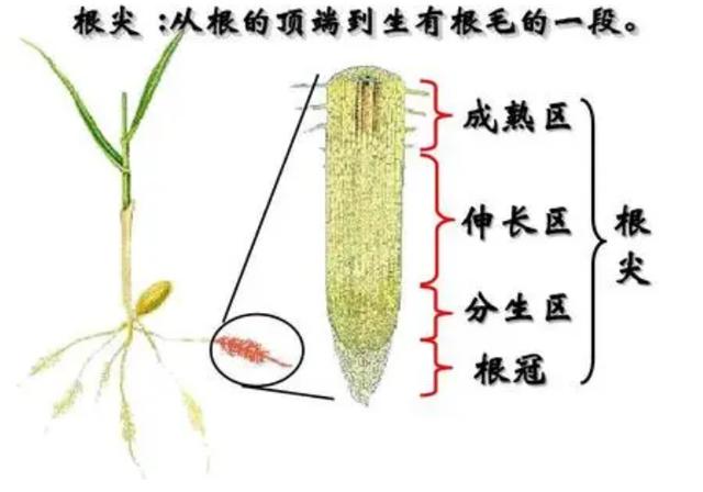 分生区细胞特点植物根部各区域特点