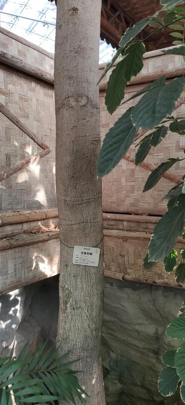 太冷了，去北京植物園溫室溜達溜達