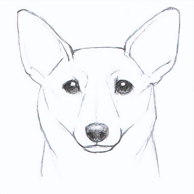 狗狗的眼睛怎么画简单的(画眼睛简单又可爱)