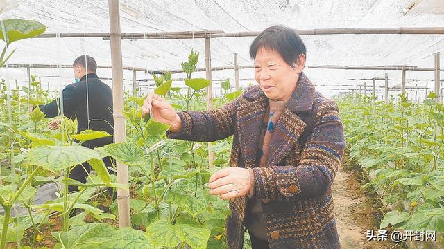 种大棚蔬菜走上致富路