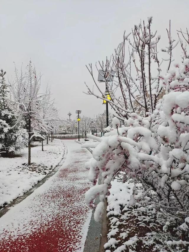 春末的青海，柳绿花红，雪花飘扬