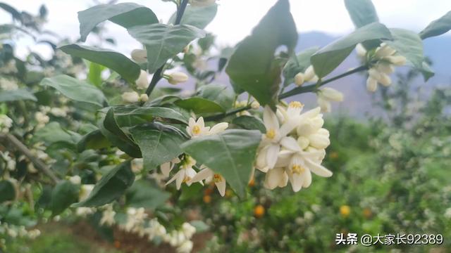 春归时，我把春天收藏
