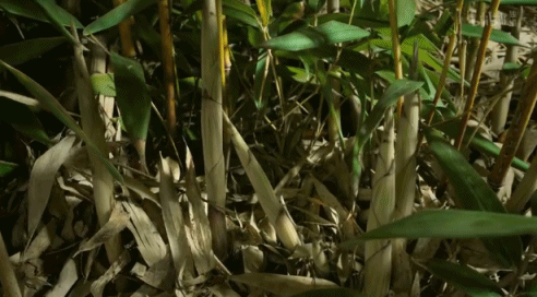 顿悟！当我把孩子当种子养，整个人都好多了