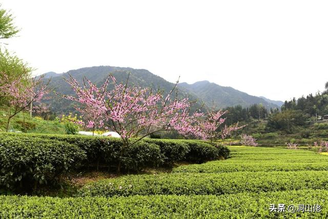 农村俗语:“清明当天三不做，子孙后代有福报”，说的是哪3件事？