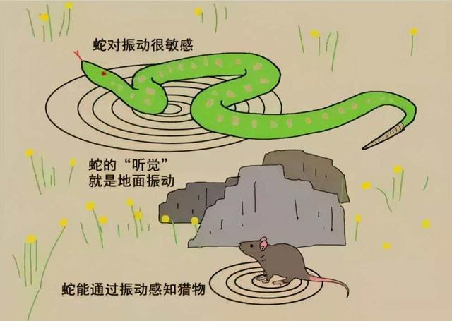 3米眼镜王蛇现身山东临沂！这绝不是好事，或有人故意放生剧毒蛇