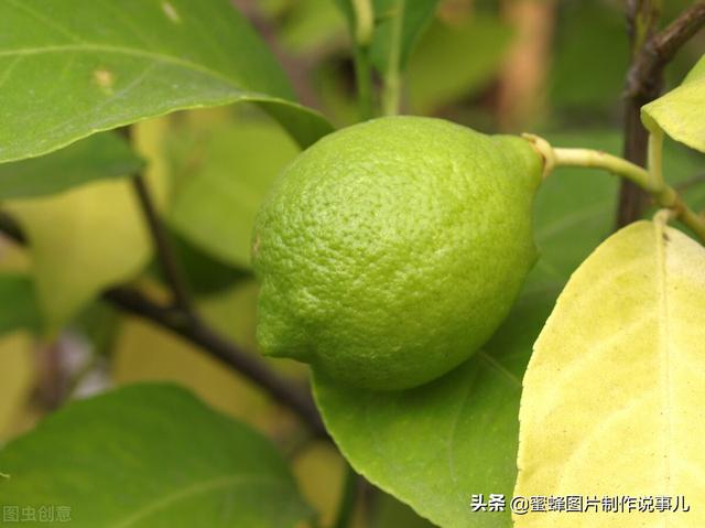 垂涎欲滴