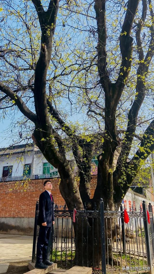 乡愁情思寄古树，检察听证护“绿色记忆”