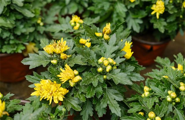植物知识：菊花11月份可以连根移栽吗？掌握好4个注意事项，可以