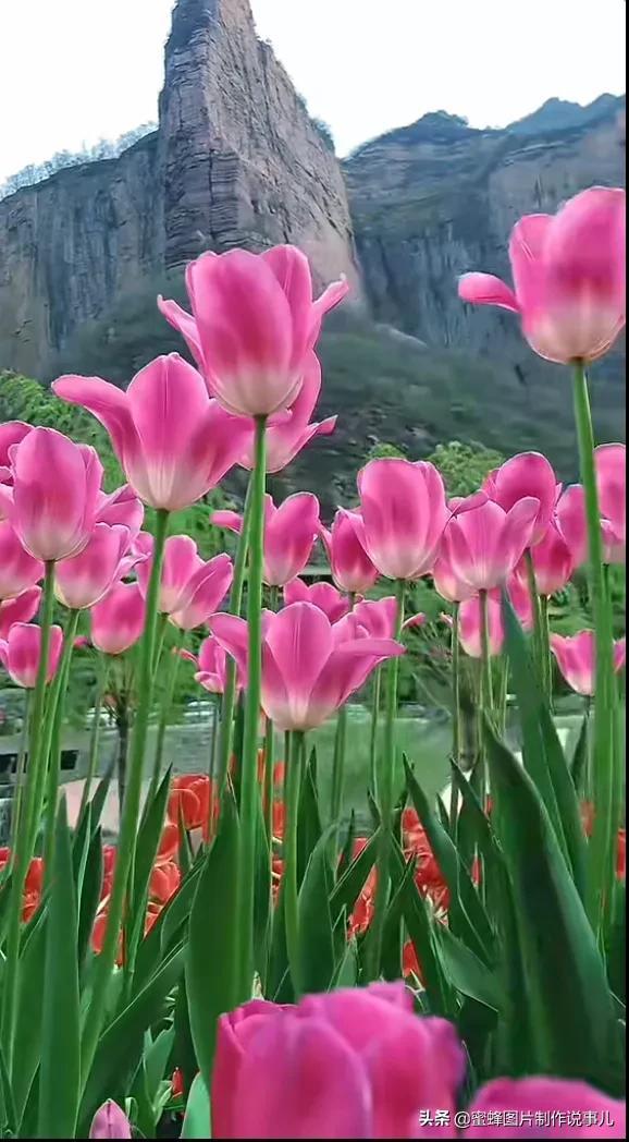 阳春三月，万花丛中娇美溢，千朵万朵压枝低