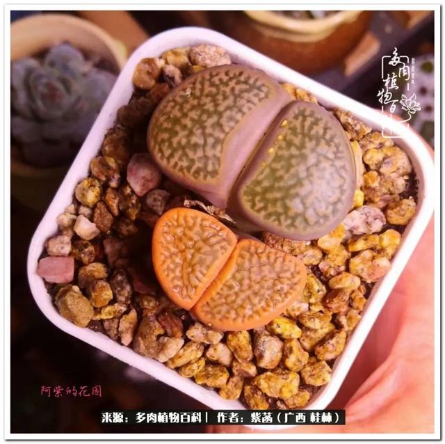 郑州新型泥土洗砂机
