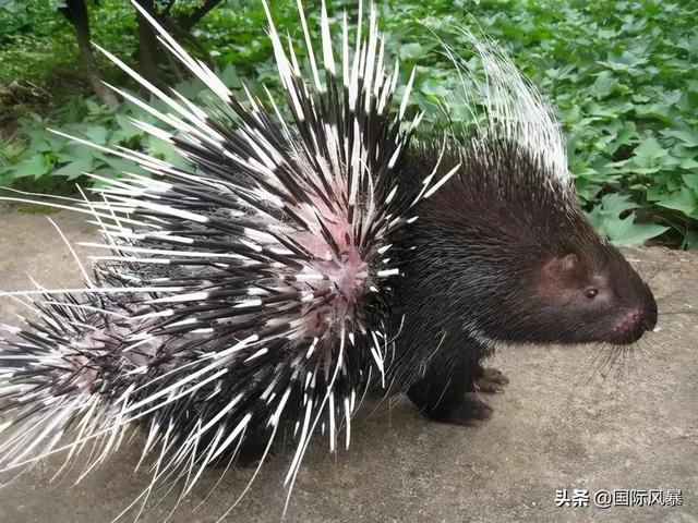 巴西土狗多次挑战豪猪，脸上却被扎满数百根刺，狗主人：免费针灸