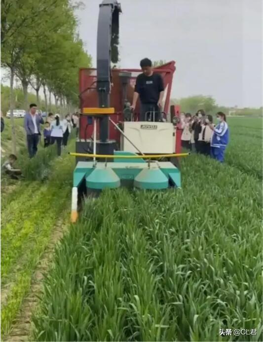 粮价大涨，农户却选择割掉麦苗，一亩1500元卖掉，是对还是错？