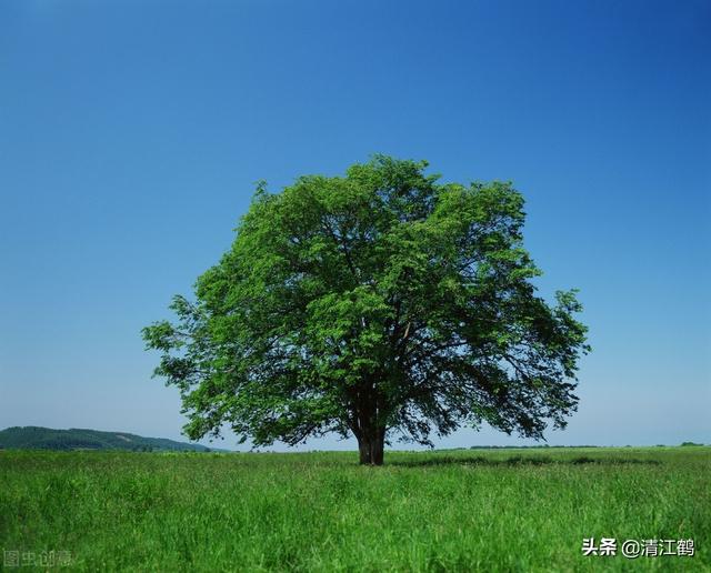 除草剂灭大树好轻松：效果虽好但也要用对方法2