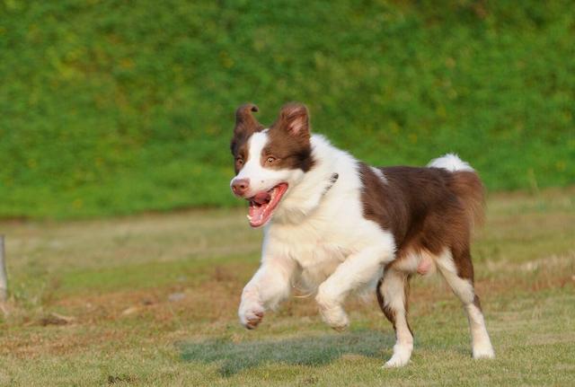 哈多利系博美犬