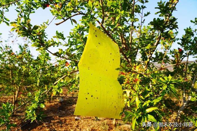 蚜虫迎来春季爆发期，农田作物怎么防治蚜虫效果好？