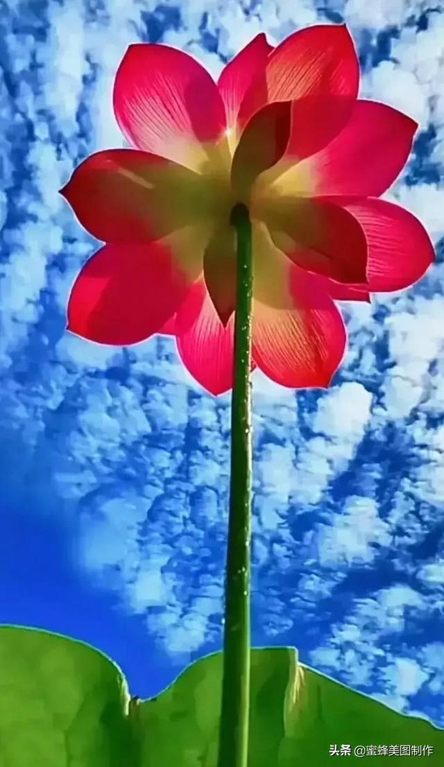 一花一叶即菩提，一草一木皆有情