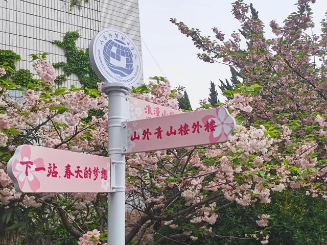 又是一年赏樱季，今天的山外是樱花味的