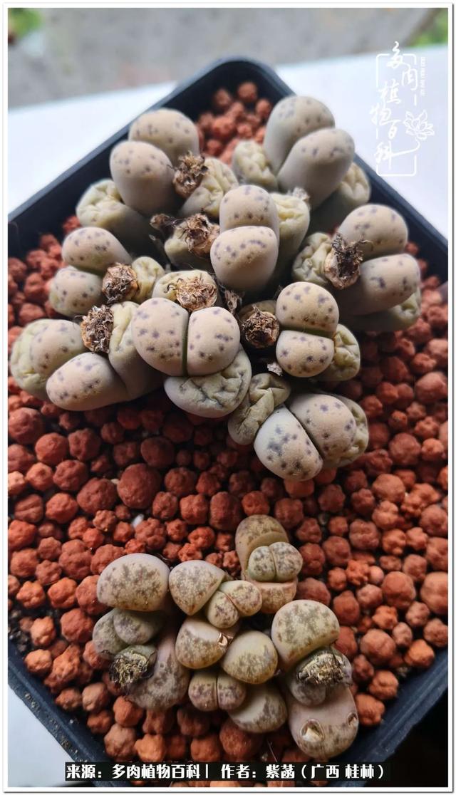大型制砂机给力富贵机械