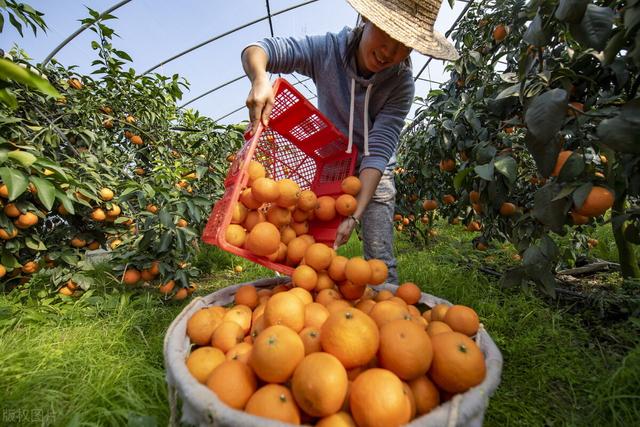 水果节节高！香蕉普涨40%，枇杷、红美人涨破15元，柠檬也跟涨？3