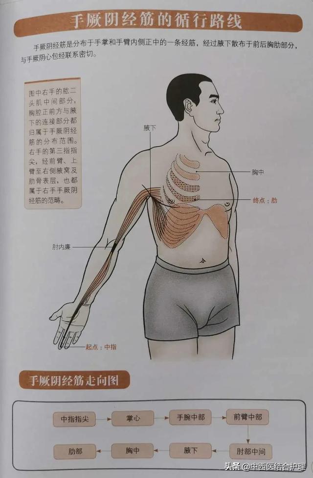 「经络养生科普」十二经筋/经络之手厥阴（心包）筋经