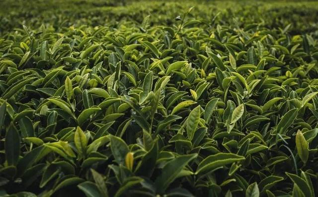 长期喝茶是好是坏？