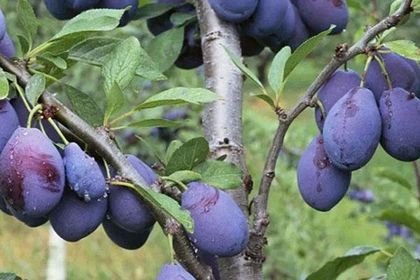 成都塑料瓶破碎机价格