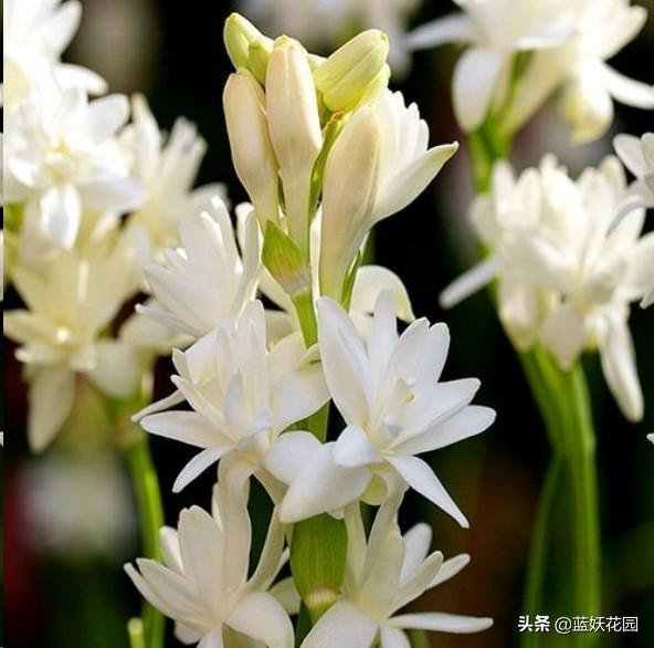 晚香玉 晚香玉（晚香玉花语） 生活