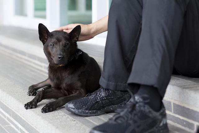 全黑宠物狗什么品种(黑色的小型狗有哪些品种)-艾拉养犬