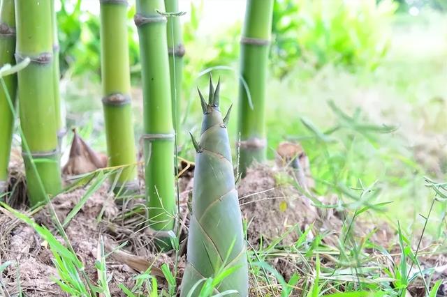 清明时节前后《养生攻略》之：养肝舒心“常饮四汤，常揉两穴”
