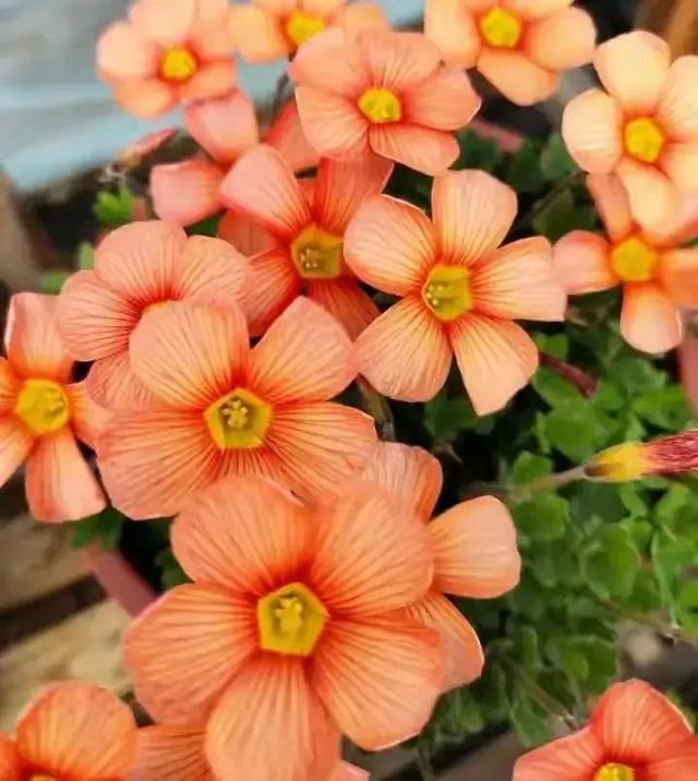 给我鼓掌掌，智慧精灵撒花了