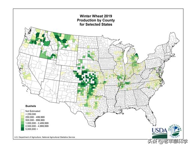 美国小麦亩产多少？与中国有何差距？为何说他抢了世界人民的饭碗7