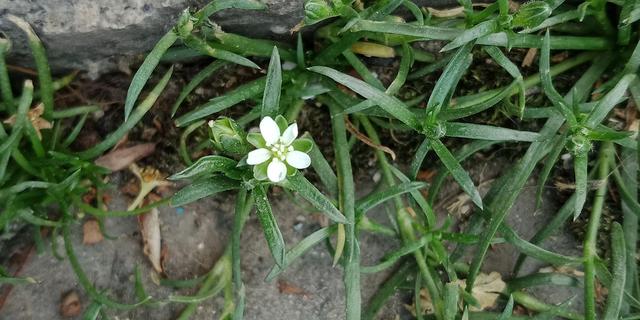 我有花香，但没树高，我是一棵无人注意的小草