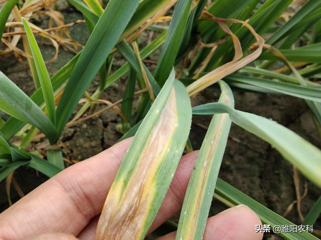 大蒜这个病也可引起黄叶干尖,用这两个新配方,很快就能治愈-农资百科