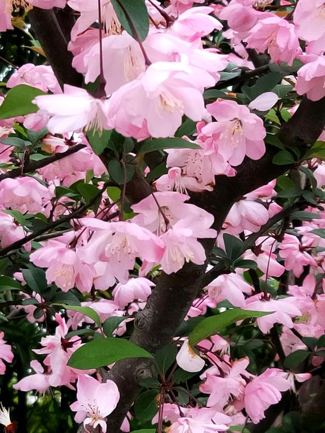 #把春天装进旅途 芳菲向暖，星辰与我共赏桃花
