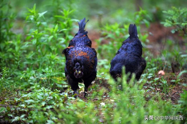 略阳乌鸡