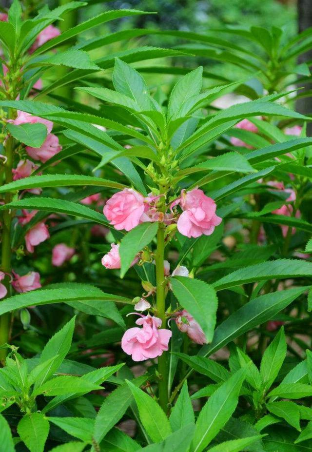 花卉知识