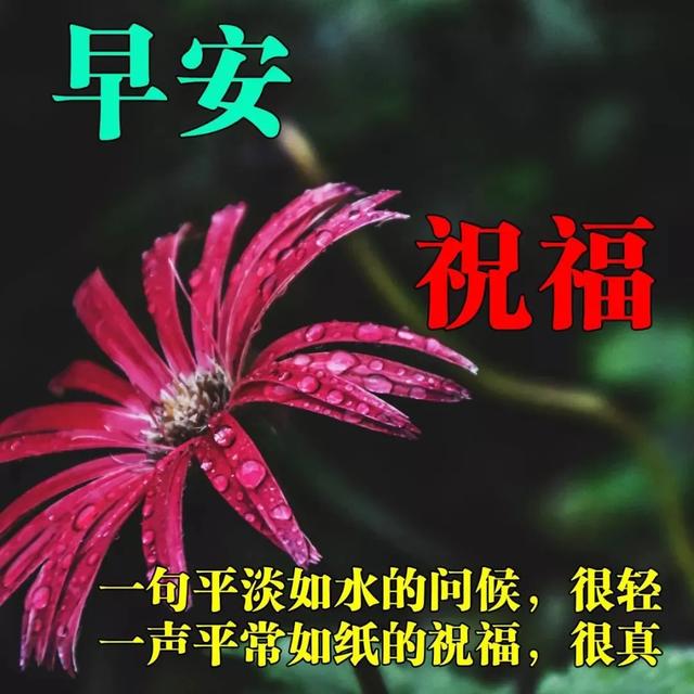 最新分享朋友圈早上好鲜花动态漂亮问候图片，早安祝福语句子图片