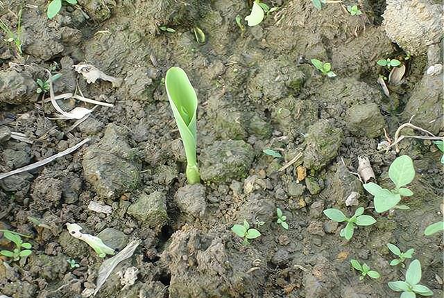 种植春玉米要打封闭除草剂吗？老农传授诀窍，既节省成本又除草3