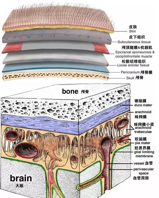 大脑演化：解剖精密神奇的大脑，让自己真正觉醒