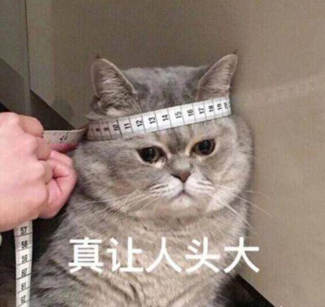 猫皮肤病