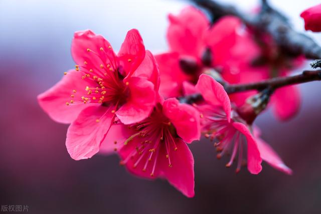 散文：三月桃花逐春色，一种花开百般情