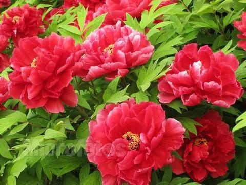 美丽的鲜花，姹紫嫣红，令人心情大好