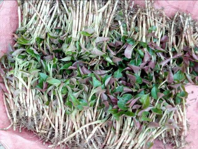 疫情期间买药难，有没有适合在家自种的中草药？有，功效还不少