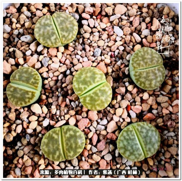 大型制砂机给力富贵机械