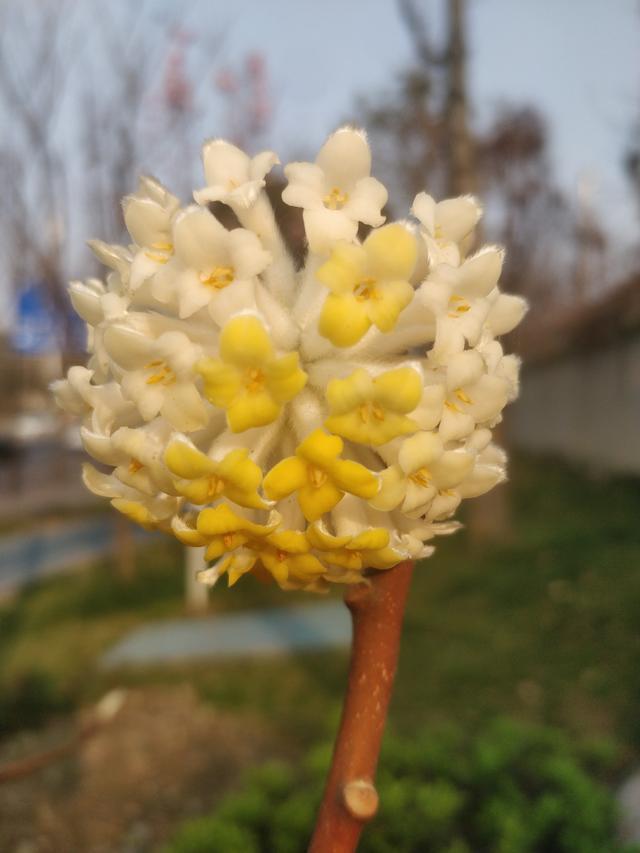 结香 结香（结香花的寓意和风水） 生活