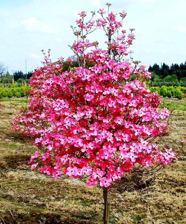 四照花种植方法图片